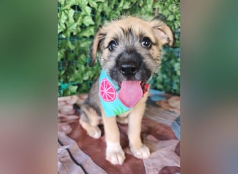 Oscar - Rüde - geb. 07/2026 - 20 cm