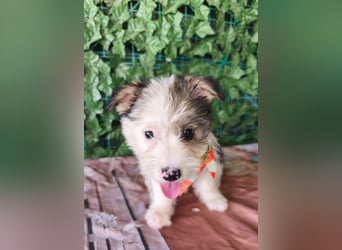 Sophie - Hündin - geb. 07/2026 - 20 cm