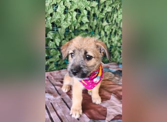 Lilly - Hündin - geb. 07/2026 - 20 cm