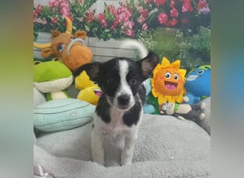 Bella - Hündin - geb. 05/2026 - 18 cm