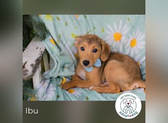 Ibu sucht ein Zuhause