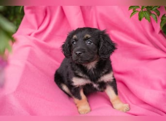 Chip 254320 sucht ein Zuhause