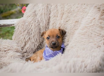 Chip 272072 sucht ein Zuhause