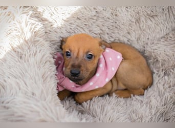 Chip 271864 sucht ein Zuhause