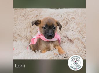 Loni sucht ein Zuhause