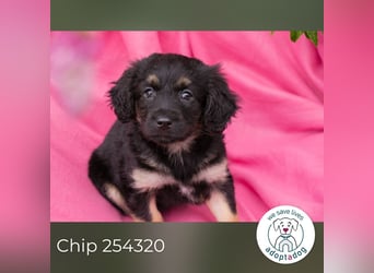 Chip 254320 sucht ein Zuhause