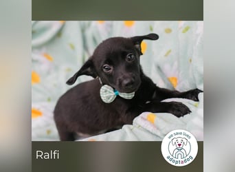 Ralfi sucht ein Zuhause