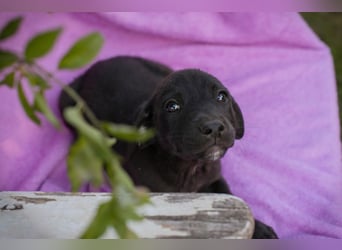 Chip 289809 sucht ein zu Hause