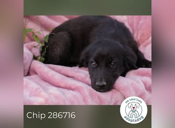 Chip 286716 sucht ein zu Hause