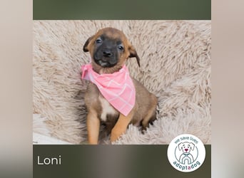 Loni sucht ein Zuhause