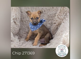 Chip 271369 sucht ein Zuhause