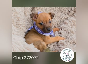 Chip 272072 sucht ein Zuhause