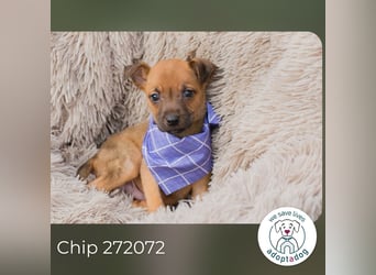 Chip 272072 sucht ein Zuhause