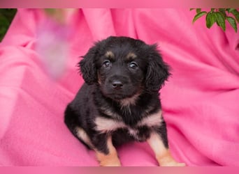 Chip 254320 sucht ein Zuhause