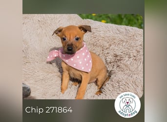 Chip 271864 sucht ein Zuhause