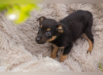 Chip 275953 sucht ein Zuhause