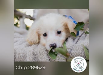 Chip 289629 sucht ein zu Hause