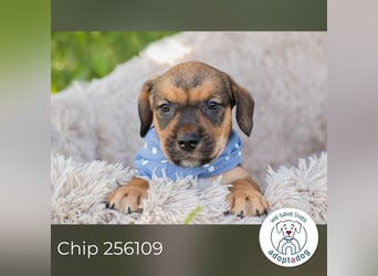Chip 256109 sucht ein Zuhause