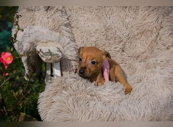 Chip 271864 sucht ein Zuhause