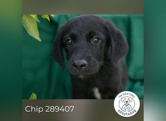 Chip 289407 sucht ein zu Hause