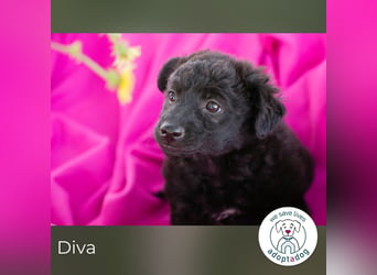 Diva sucht ein Zuhause
