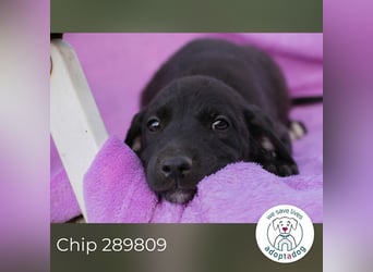 Chip 289809 sucht ein zu Hause