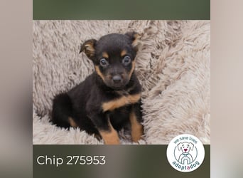 Chip 275953 sucht ein Zuhause