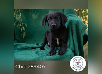 Chip 289407 sucht ein zu Hause