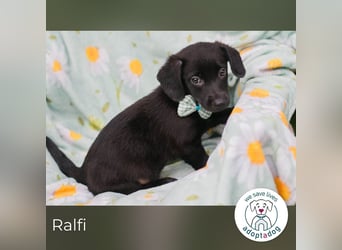 Ralfi sucht ein Zuhause