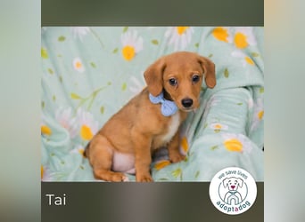 Tai sucht ein Zuhause