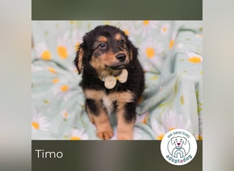 Timo sucht ein Zuhause