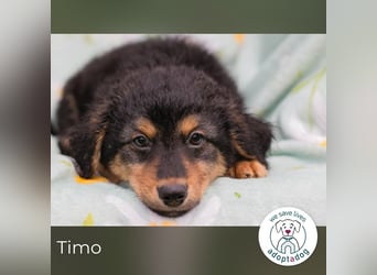Timo sucht ein Zuhause