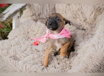 Loni sucht ein Zuhause