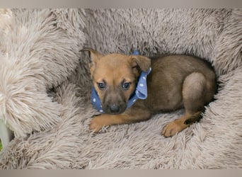 Chip 271369 sucht ein Zuhause