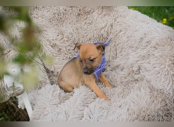 Chip 272072 sucht ein Zuhause