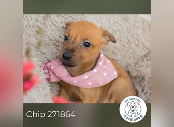 Chip 271864 sucht ein Zuhause