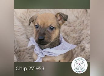 Chip 271953 sucht ein Zuhause