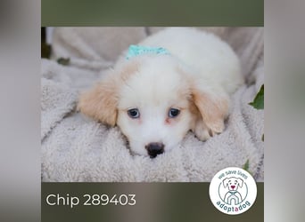 Chip 289403 sucht ein zu Hause