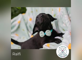 Ralfi sucht ein Zuhause