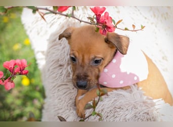 Chip 271864 sucht ein Zuhause