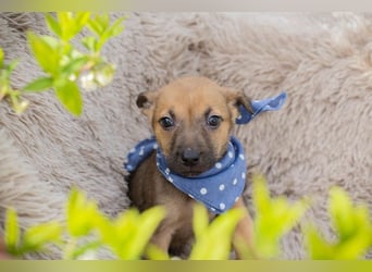 Chip 271369 sucht ein Zuhause