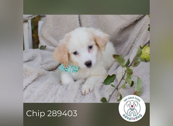 Chip 289403 sucht ein zu Hause
