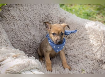 Chip 271369 sucht ein Zuhause