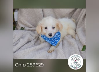 Chip 289629 sucht ein zu Hause