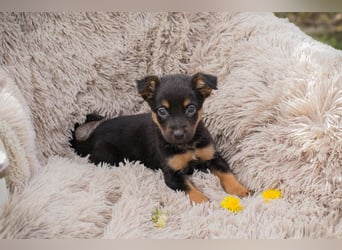 Chip 275953 sucht ein Zuhause