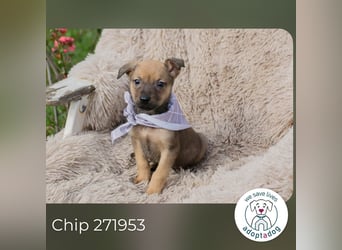 Chip 271953 sucht ein Zuhause