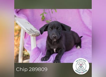 Chip 289809 sucht ein zu Hause