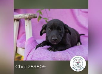 Chip 289809 sucht ein zu Hause