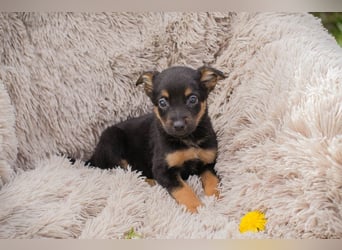 Chip 275953 sucht ein Zuhause