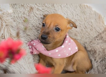 Chip 271864 sucht ein Zuhause